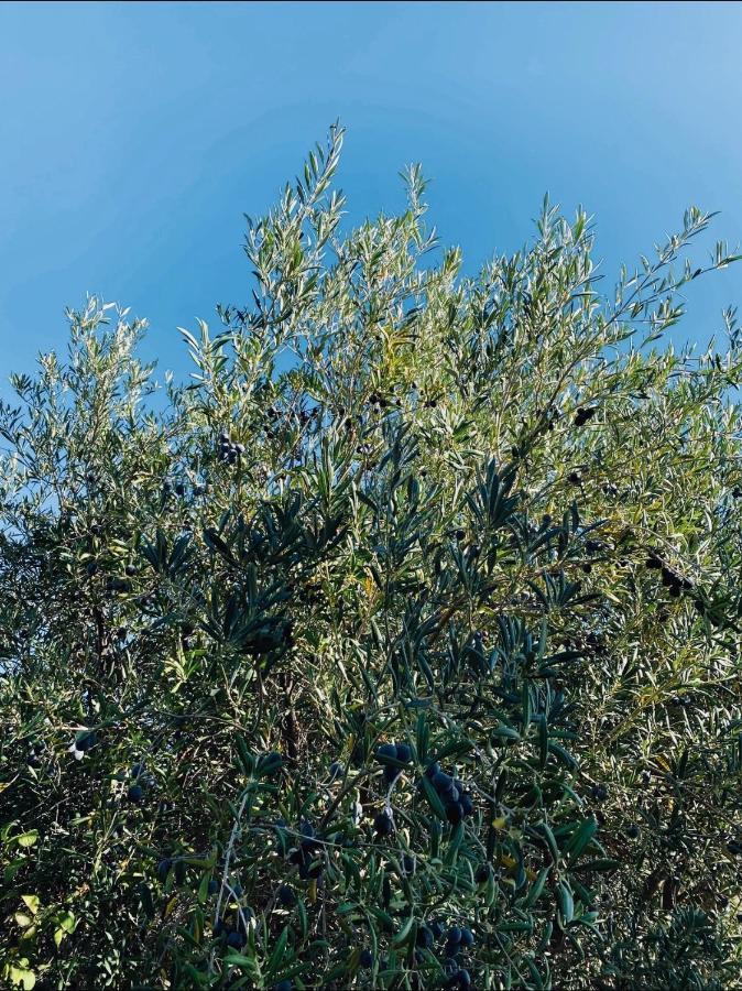 Cortijo Cantalobos Almuñécar Exterior foto